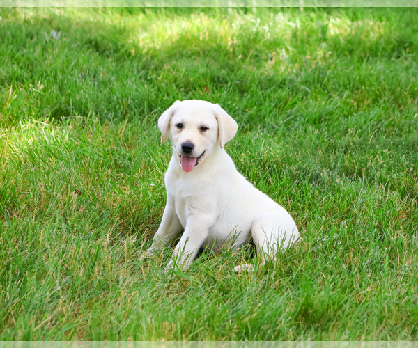Medium Photo #3 Labrador Retriever Puppy For Sale in SYRACUSE, IN, USA