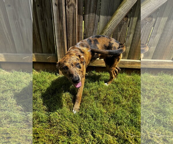Medium Photo #6 Catahoula Leopard Dog-Mountain Cur Mix Puppy For Sale in Ball Ground, GA, USA