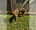 Small #5 Catahoula Leopard Dog-Mountain Cur Mix