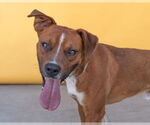 Small Boxer Mix