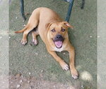 Jumbo - Male Labrador Retriever-Unknown Mix Dog for Adoption - Small photo