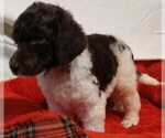 Small Photo #2 Poodle (Standard) Puppy For Sale in MARION, TX, USA