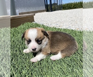 Pembroke Welsh Corgi Puppy for sale in ARTHUR, IL, USA