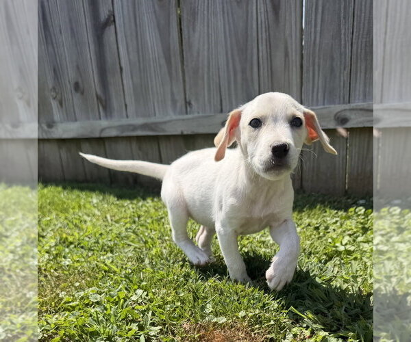 Medium Photo #2 Jack Russell Terrier-Unknown Mix Puppy For Sale in Aurora, IN, USA