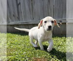 Small #1 Jack Russell Terrier Mix