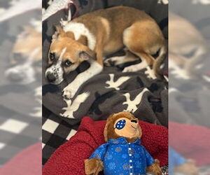 Bogart - Male Mutt Dog for Adoption - Photo #12