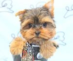 Small Photo #32 Yorkshire Terrier Puppy For Sale in LAS VEGAS, NV, USA