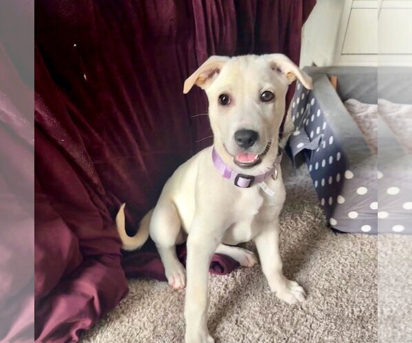 Medium Photo #4 Labrador Retriever Puppy For Sale in San Juan Capistrano, CA, USA