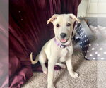 Small #3 Labrador Retriever