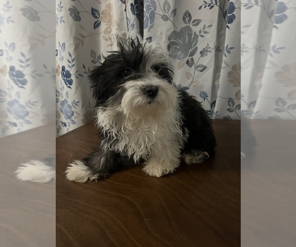 Medium Photo #38 Havanese Puppy For Sale in DURHAM, CT, USA