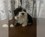 Small #37 Havanese