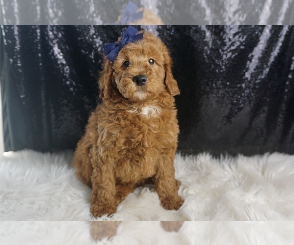 Medium Photo #2 Goldendoodle (Miniature) Puppy For Sale in WARSAW, IN, USA