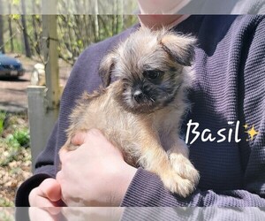 Brussels Griffon Puppy for Sale in BERKELEY SPRINGS, West Virginia USA