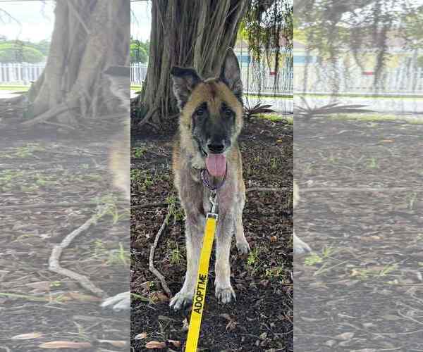 Medium Photo #13 German Shepherd Dog Puppy For Sale in Plantation, FL, USA