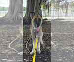 Small #12 German Shepherd Dog