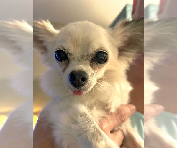 Medium Photo #6 Chihuahua Puppy For Sale in Plantation, FL, USA