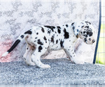 Small #3 Great Dane