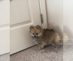 Small #9 Pomeranian