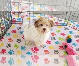 Poovanese Puppy for Sale in ORO VALLEY, Arizona USA