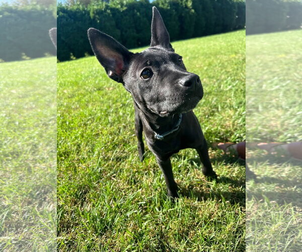 Medium Photo #1 Mutt Puppy For Sale in Germantown, OH, USA