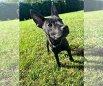 Shock G - Male Mutt Dog for Adoption - Small photo