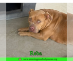 Small American Bulldog Mix