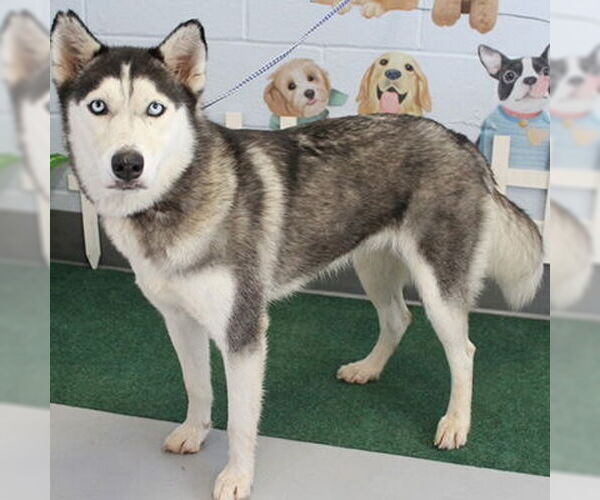 Medium Photo #3 - Mix Puppy For Sale in Mt. Laurel, NJ, USA