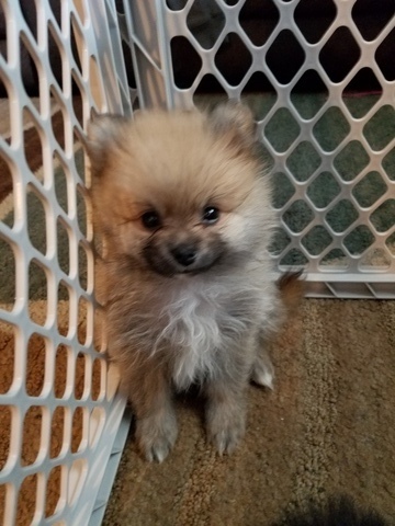 Medium Photo #1 Pomeranian Puppy For Sale in BUFFALO, NY, USA