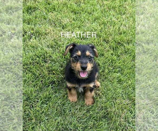 Medium Photo #1 Dachshund-Unknown Mix Puppy For Sale in FRAMINGHAM, MA, USA
