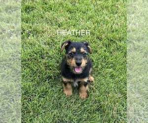 Dachshund-Unknown Mix Dogs for adoption in FRAMINGHAM, MA, USA