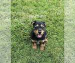 Small Dachshund Mix