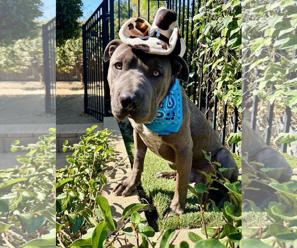 Medium Photo #3 American Pit Bull Terrier-Chinese Shar-Pei Mix Puppy For Sale in Redlands, CA, USA