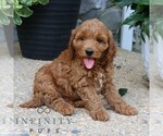 Small #3 Goldendoodle (Miniature)