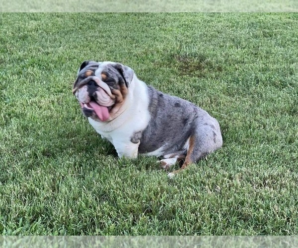 Medium Photo #1 Bulldog Puppy For Sale in MILTON, FL, USA