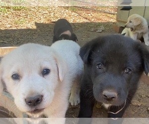 Labrenees Puppy for sale in ROYSTON, GA, USA