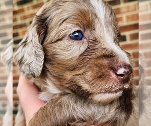 Aussiedoodle Puppy for sale in COLUMBIA, TN, USA