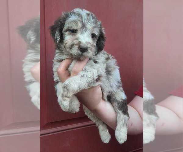 Medium Photo #1 Aussiedoodle Puppy For Sale in COTTAGEVILLE, SC, USA