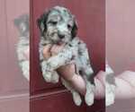 Small Photo #1 Aussiedoodle Puppy For Sale in COTTAGEVILLE, SC, USA