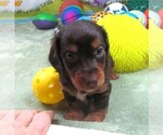 Small #2 Dachshund