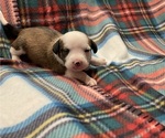 Small Photo #5 Chi-Chi Puppy For Sale in SOUTHERN PINES, NC, USA