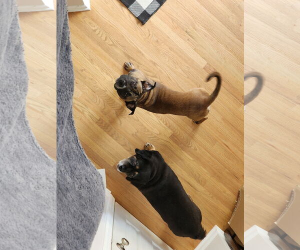Medium Photo #29 Boxer-Unknown Mix Puppy For Sale in Holly Springs, NC, USA
