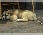 Small #2 Alaskan Husky-Saint Bernard Mix