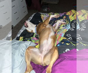 Violet Beauregarde Lonestar - Female Boxer-Unknown Mix Dog for Adoption - Photo #11