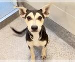Small #1 Siberian Husky Mix