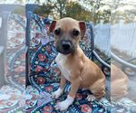 Small #13 Black Mouth Cur Mix