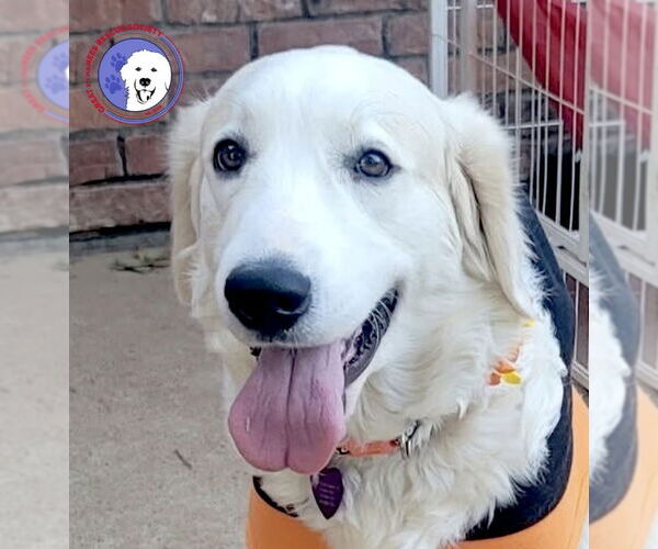 Medium Photo #4 Great Pyrenees Puppy For Sale in Spring, TX, USA
