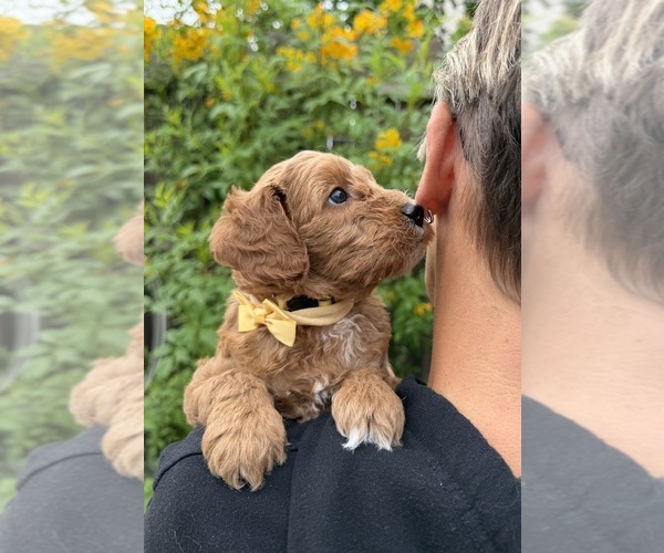 Medium Photo #3 Goldendoodle (Miniature) Puppy For Sale in MANTECA, CA, USA