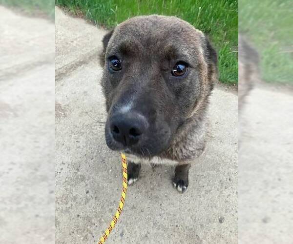Medium Photo #1 Mutt Puppy For Sale in Calgary, Alberta, Canada