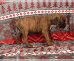 Small Photo #26 Boxer Puppy For Sale in CHILHOWEE, MO, USA