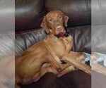 Small Photo #9 Vizsla Puppy For Sale in NEW YORK MILLS, MN, USA